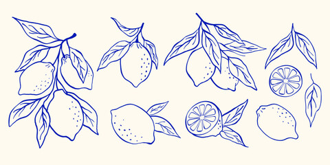 Lemons with leaves doodle illustrations. Hand drawn vintage vector graphic. Modern summer floral print for posters and cards.