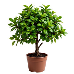 Obraz premium Lush Green Ficus Plant in Terracotta Pot for Indoor Decor