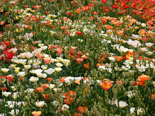 Close up of wildflower plants and flowers of  the annual grass briza maxima and the California poppy eschscholzia californica.