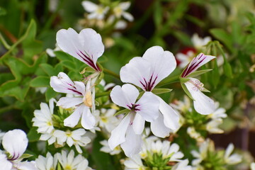Fototapeta premium Close-up of hanging pelargonium Tornado F1 White