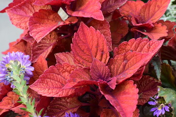 Coleus blumei, also known as Brazilian nettle, close up