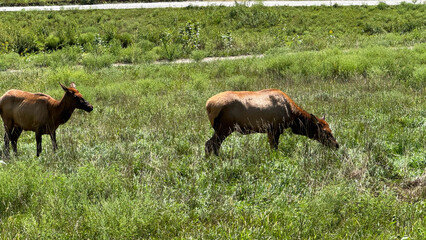 elk in Nebraska 