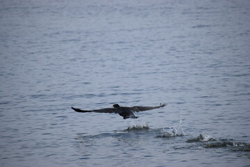 Close-up of a cormorant rising from the sea water with splashes