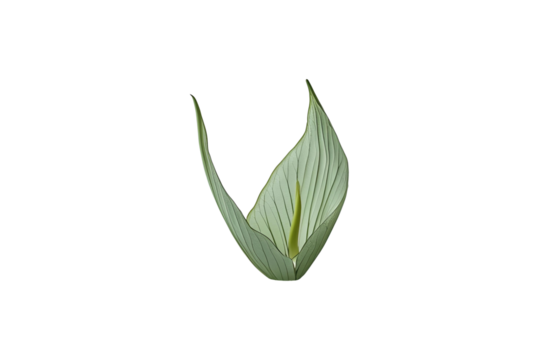 leaf against a white void, which has been made using a minimalistic design, clean, and straightforward.