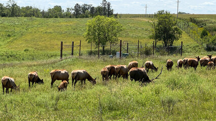 herd of elk