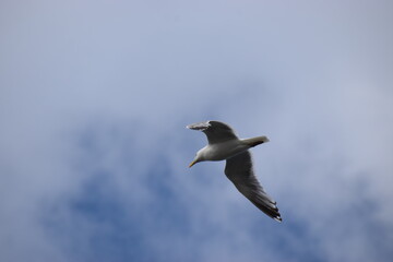 Silver gull close up flying against blue sky