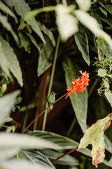 Bright red tropical flower cluster hanging among lush green leaves in rainforest