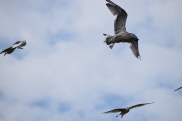 Four seagulls flying in the cloudy sky background