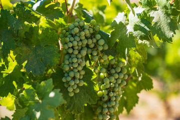 grapes in vineyard