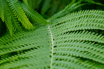 Fern leaves. Nature and the Environment. Beauty is in nature