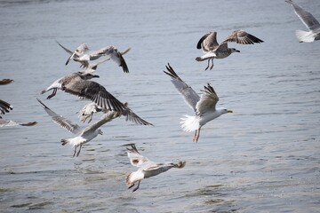 Silver Gulls hovering over water near Hel port shoreline