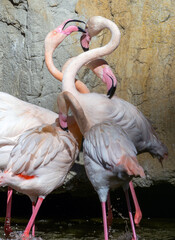 Pink flamingos wading together, socializing near rocky shoreline, displaying graceful interaction...
