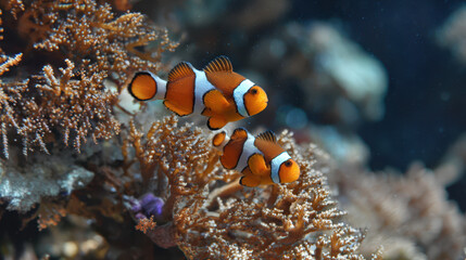 Clownfish swimming among coral reefs in tropical waters underwater photography marine life exploration