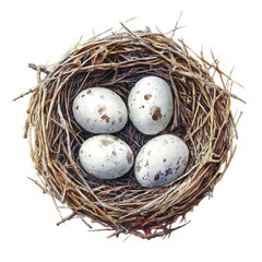Nest With Eggs, watercolor painting vector, isolated on a white background.