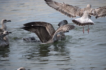Two seagulls attacking a cormorant catching fish in close-up