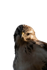 Common buzzard (Buteo buteo) isolated, png with no background.