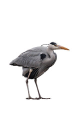 Grey heron (Ardea cinerea) isolated, png with no background.