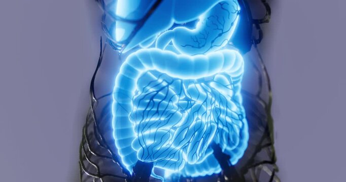 This educational diagram displays the complete human digestive system anatomy. It highlights the organs involved in digestion, emphasizing their connections and functions in the process.