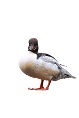 Common merganser or goosander (Mergus merganser)