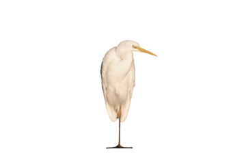 Great egret (Ardea alba), common egret, large egret, great white egret or great white heron isolated, png with no background.