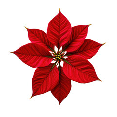 Red Poinsettia Flower with Bright Green Leaves on a Clear Background