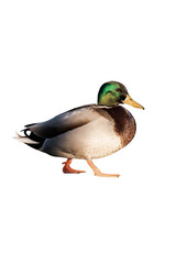 Male mallard duck isolated, png with no background.