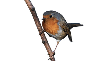 European robin (Erithacus rubecula) isolated, png with no background.