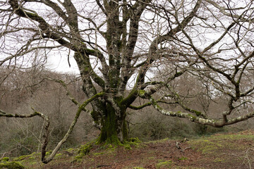 Majestic beech tree with moss covered branches standing tall in a serene winter forest, creating a...