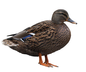 Female mallard duck isolated, png with no background.