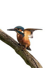Common kingfisher (Alcedo atthis) isolated, png with no background.