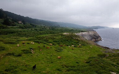 Cows grazing peacefully on a lush green meadow overlooking the cantabrian sea in Llanes, Asturias,...