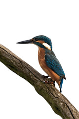 Fototapeta premium Common kingfisher (Alcedo atthis) isolated, png with no background.