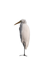 Great egret (Ardea alba), common egret, large egret, great white egret or great white heron...