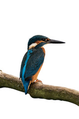 Common kingfisher (Alcedo atthis) isolated, png with no background.