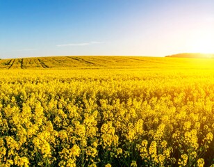 Fototapeta premium Vast field of vibrant yellow flowers under a bright sunset sky