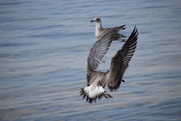 Silver gull flying close over sea water in action