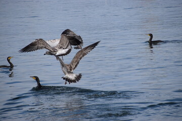 Two seagulls attacking a cormorant catching fish in close-up