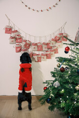 Black dog wearing red Christmas clothes looking at advent calendar hanging on wall, with Christmas tree