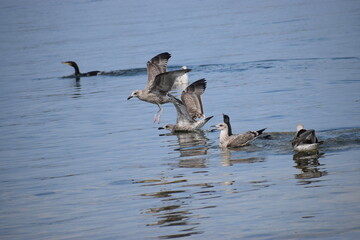 Seagulls Flying and Resting Above Water