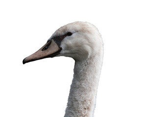 Obraz premium Swan close-up isolated, png with no background.