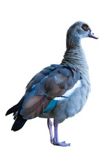 Egyptian goose (Alopochen aegyptiaca) isolated, png with no background.