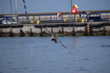 Silver gull flying close over sea water in action