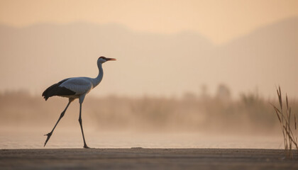 Crane walking gracefully along the water's edge at sunrise  