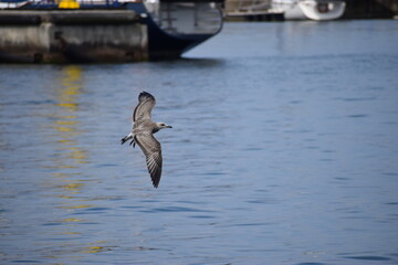 Silver gull flying close over sea water in action