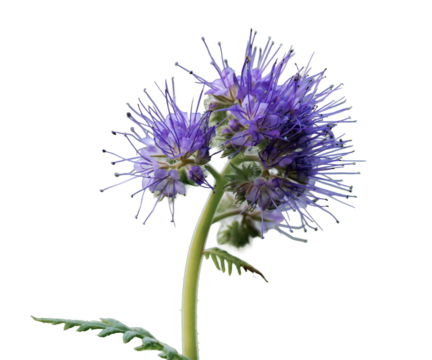 Phacelia tanacetifolia, lacy phacelia, tansy-leaf phacelia, blue tansy, purple tansy or fiddleneck isolated, png with no background.