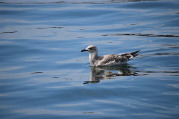 Close-Up of a Silver Gull Swimming on the Sea