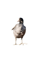 Eurasian coot (Fulica atra) isolated, png with no background.