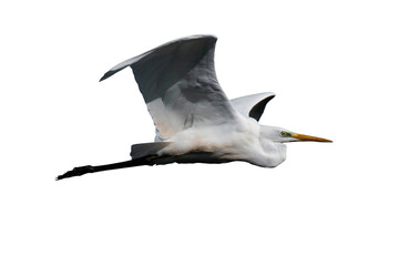 Great egret (Ardea alba), common egret, large egret, great white egret or great white heron...