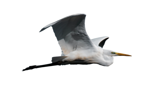 Great egret (Ardea alba), common egret, large egret, great white egret or great white heron isolated, png with no background.