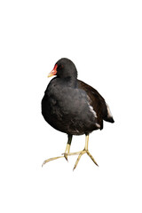 Common moorhen (Gallinula chloropus) isolated, png with no background.
